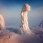 Finnish Lapland Trees