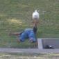 Homeless guy bench pressing a duck