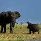 Hippo vs Elephant