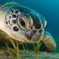 Baby Sea Turtle