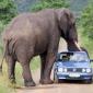 Elephant loves car