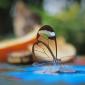 Glasswinged Butterfly