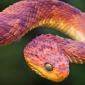 African Bush Viper