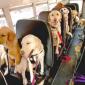 Dog Bus