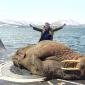 Walrus sleeping on a Russian Submarine