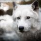 Arctic Wolf