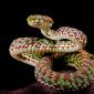 Bamboo Viper