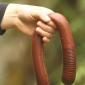 Massive Earthworm