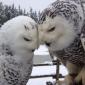 Snowy Owl Love in the Snow