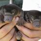 Baby Platypuses