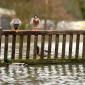 Ducks On A Bench