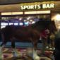 A horse walks into a bar...