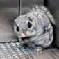 Siberian flying squirrel in an elevator