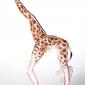 Giraffe Body