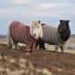 Ponies in Scotland