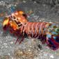 Mantis Shrimp