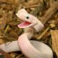 Happy Snake