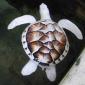 Albino Sea Turtle