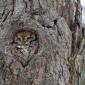 Owl camouflage