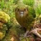 Kakapo