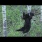 Black Bear Attempts Walking Across a Rope For A Bite Of This Tasty Beaver Treat