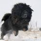 Tibetan Mastiff