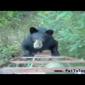 Bear climbs up Hunters ladder