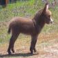 Fluffy baby donkey