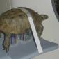 Tortoise getting a CT scan