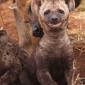 Happy hyena