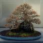 A 41 Year Old Trident Bonsai Maple Tree