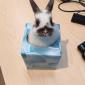 Bunny in a box