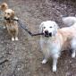 Golden retriever teamwork