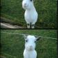 Happy goat