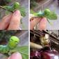 Iron Man Caterpillar