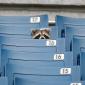 Raccoon watching Yankee's Spring Training game