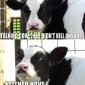 Talking Cow