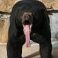 Bear Tongue