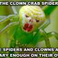 Clown Crab Spider