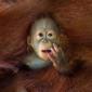 Baby Orangutan