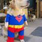 Superdog