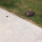 This turtle came by and took a dump in my driveway