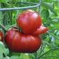 Duck shaped tomato