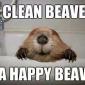 Clean Beaver