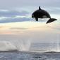 8 ton Orca jumps nearly 20 feet out of the water