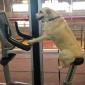 Dog Cardio