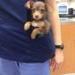 Pocket Puppy