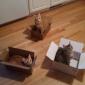 Cat traps