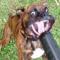 Dog vs leaf blower