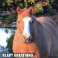 Heavy Breathing Horse